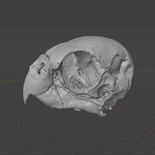 Load image into Gallery viewer, ParaKeet Skull (STL) Commercial License