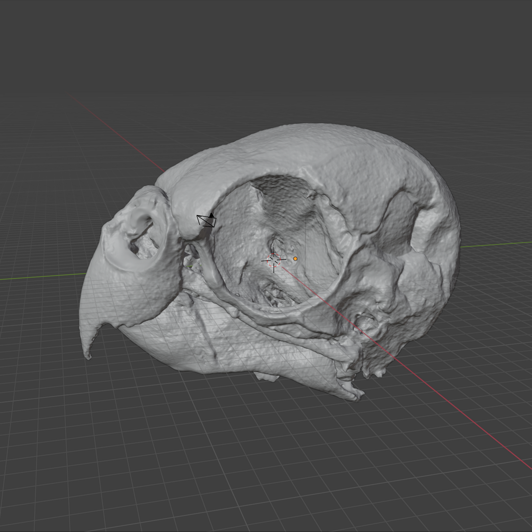 ParaKeet Skull (STL) Commercial License