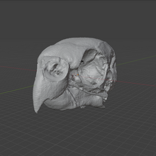 Load image into Gallery viewer, ParaKeet Skull (STL) Commercial License