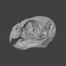 Load image into Gallery viewer, ParaKeet Skull (STL) Commercial License