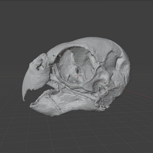 ParaKeet Skull (STL) Commercial License