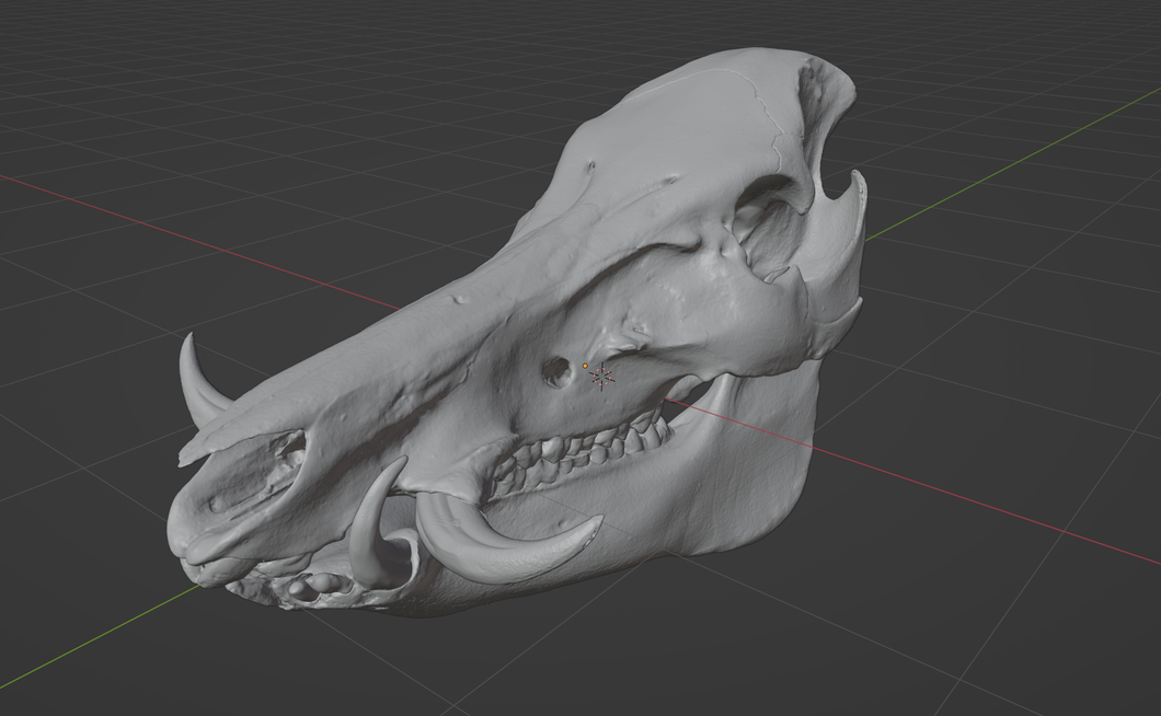 Warthog Skull (STL) Commercial License