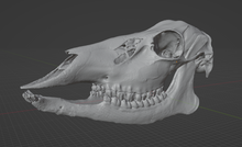 Load image into Gallery viewer, Female Deer Skull  Commercial License STL