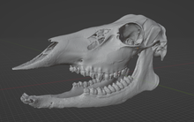 Load image into Gallery viewer, Female Deer Skull  Commercial License STL