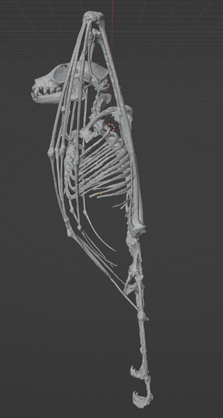 Fruit Bat Whole Skeleton (STL) Commercial License