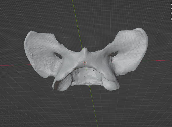 Coyote Atlas Bone (STL) Commercial License