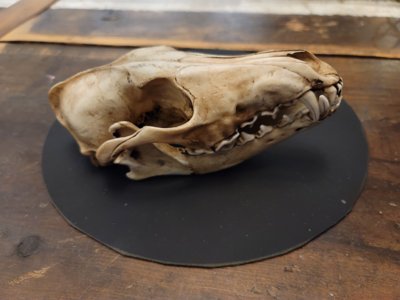 Coyote Skull (STL) Commercial License