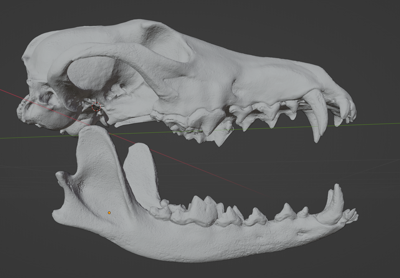 Coyote Skull (STL) Commercial License