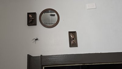 Nephila Spider (STL) Commercial License