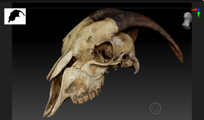 Goat Skull (STL) Commercial License