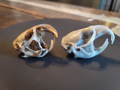 Muskrat Skull (STL) Commercial License
