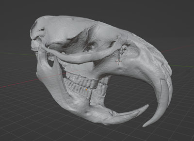 Muskrat Skull (STL) Commercial License