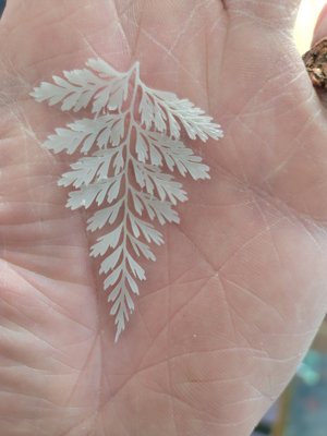 Rabbit foot fern (STL) Commercial License