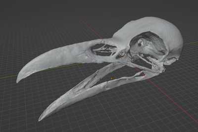 Raven Skull Corvus (STL) Commercial License