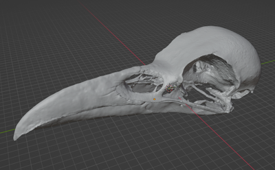 Raven Skull Corvus (STL) Commercial License