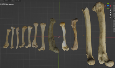 Small Bone Pack (STL) Commercial License