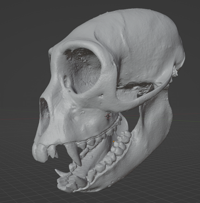 Spotted Monkey Skull Commercial License STL