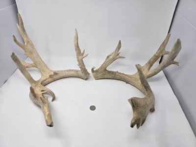 Non Typical Antler Pack Commercial License